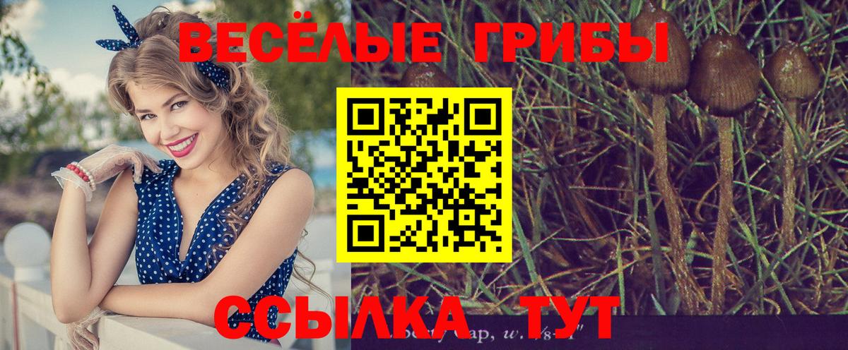 сколько стоит  Псилоцибиновые грибы Magic Shrooms  Киров  Вход с VPN  Галлюциногенные грибы Psilocybe 